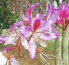 Geranium Orchid Tree Seeds ~ Bauhinia Purpurea ~ Usual Flowers ~ Exotic Flower