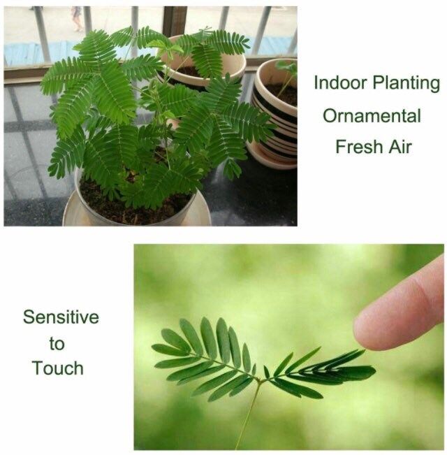 BIG Sensitive Plant Starter Grow Kit~RARE Mimosa Pudica Plant~Touch-Me-Not~Sleepy Plant~Shame Plant~Party Favors~Stocking Stuffers