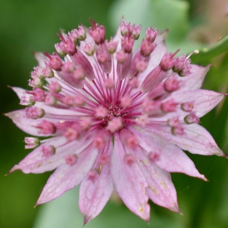 Rosea Astrantia Major Seeds ~ 'Star of Billion' ~ The Great Masterwort ~ Garden ~ Grow Your Own ~ Spring Flowers ~ Instead of Flowers