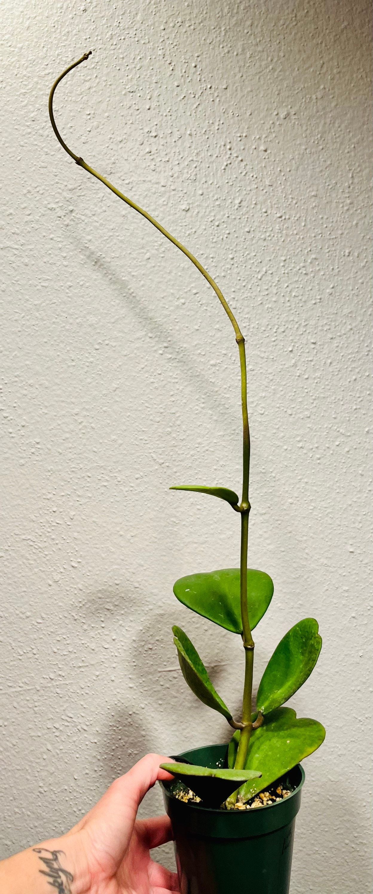 Hoya Kerrii ~ Hoya Hearts ~ Hoya ~ Sweetheart Hoya ~ Heart-Shaped Hoya ~ Wax Heart Plant ~ Love Heart Plant ~ Lucky Hearts Plant