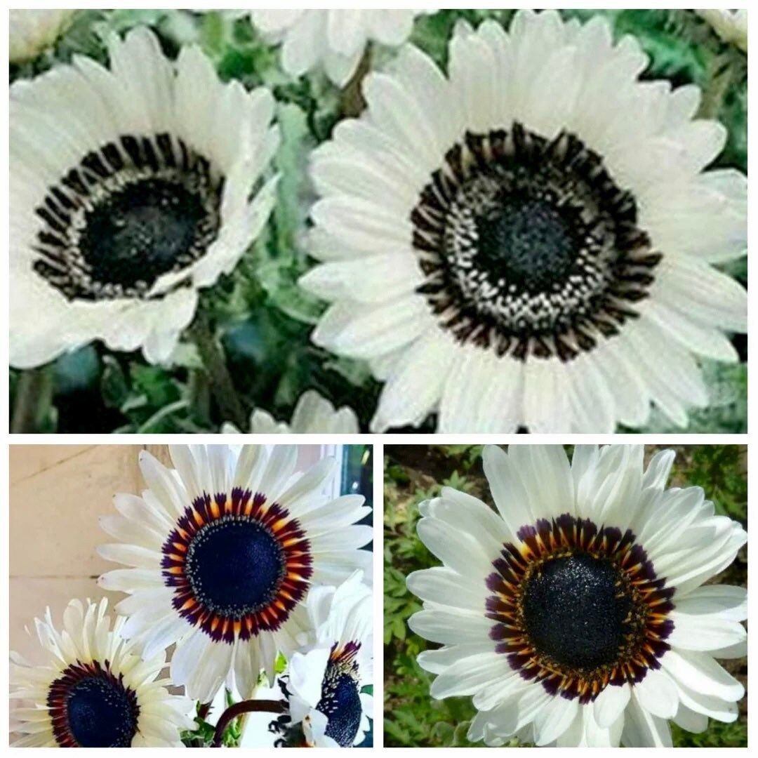 Snow White Sunflower Seeds ~ Helianthus Annuus ~ Pretty Flowers ~ Garden ~ Fall ~ Heirloom Seeds ~ Autumn ~ Bouquets ~ Fresh Cut Flowers