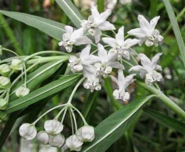 Hairy Balls Seeds ~ Jewels OG ~ Gomphocarpus Physocarpa ~ Balloon Plant ~ Milkweed Plants ~ Garden ~ Grow Your Own ~ Spring Flowers