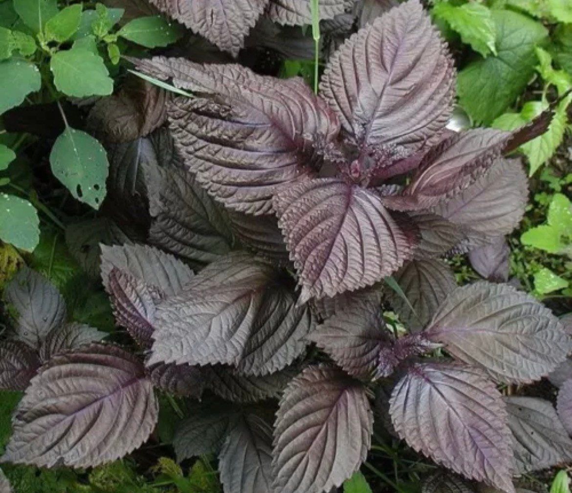 Purple Shiso Seeds ~ Perilla Frutescens ~ Japanese Basil ~ Zi Su ~ Garnish ~ Purple Basil ~ Red Mint