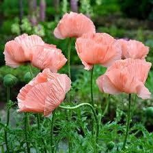 Pink Poppy Seeds ~ Cool Flowers ~ Rare ~ Heirloom