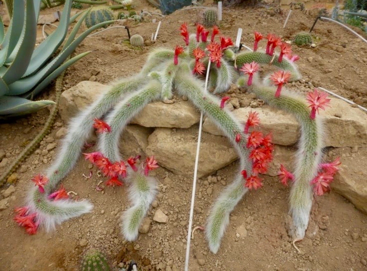 osrs flower seeds Monkey Tail Cactus Seeds ~ Cacti ~ Grow Your Own ~ Spring Flowers ~ In – Your Plant Bitch