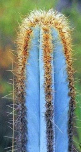 Pilosocereus Purpureus Seeds ~ Cactus ~ Rare ~ Blue ~ Cati ~ Cool Plants ~ Easy Care