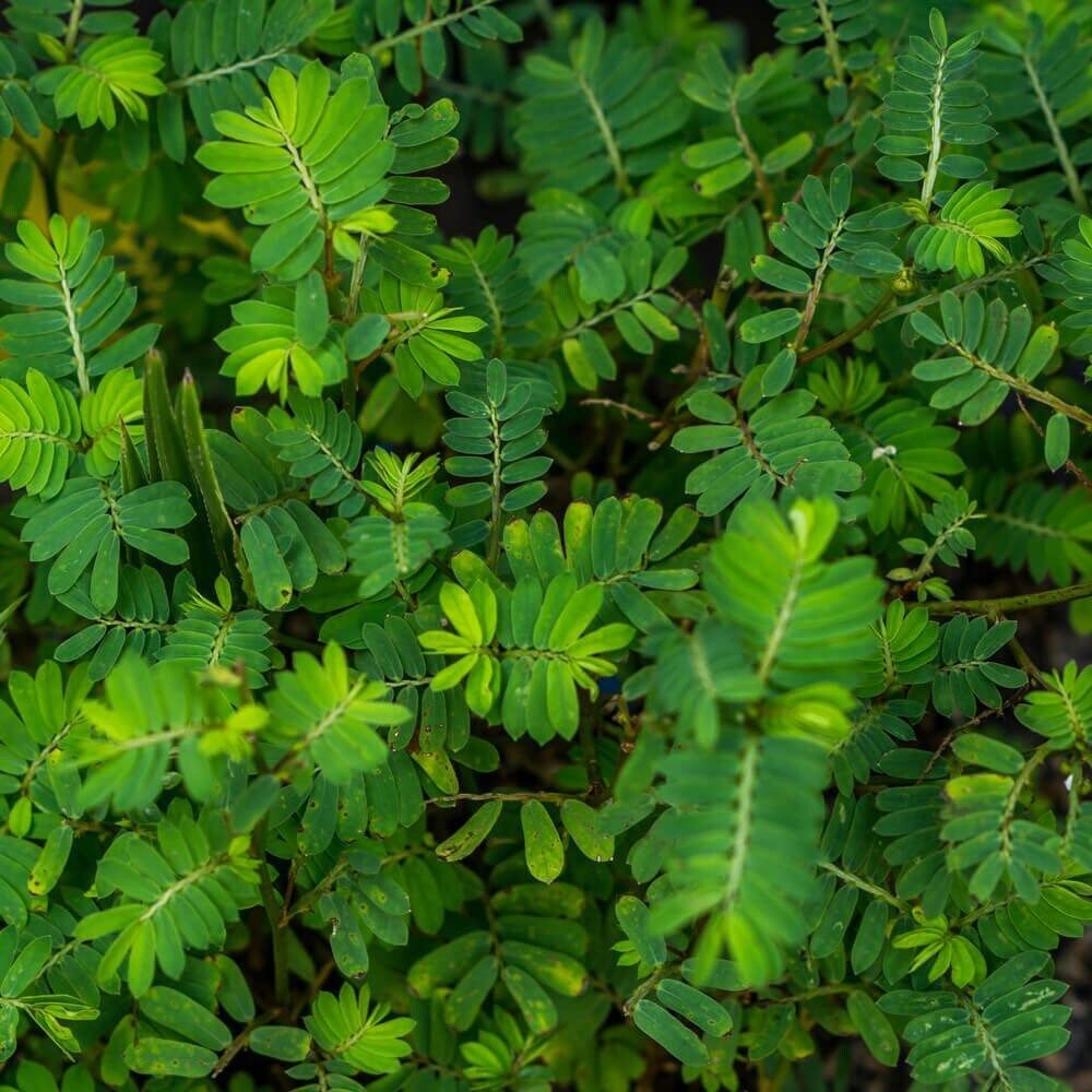 BIG Sensitive Partridge Pea Grow Starter Kit~ Sleepingplant ~ Beach Sensitive Pea ~ Sensitive Plant ~ Sensitive Fern