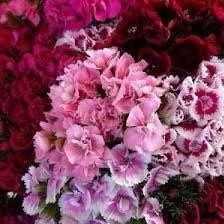 Dwarf Wee Willie Seeds ~ Sweet William ~ Dianthus Barbatus ~ Mixed Colored Flower Seeds