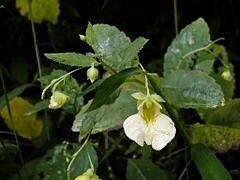 Rare White Touch Me Not ~ Jewelweed ~ Impatiens Capensis ~ Neat Flowers ~ Rare Plants ~ Interactive Plants ~ Neat