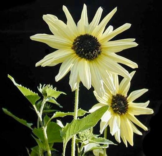 Italian White Sunflower Seeds ~ Helianthus Annuus ~ Pretty Flowers ~ Garden ~ Fall ~ Heirloom Seeds ~ Autumn