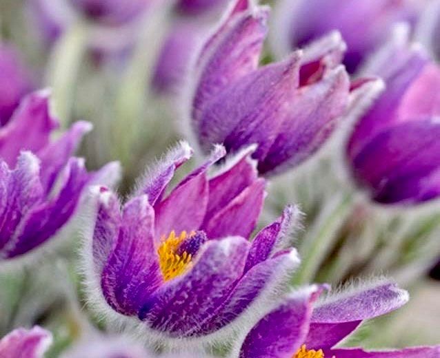 Purple Pasque Flower Anemone Seeds ~ Pulsatilla Vulgaris ~ Plants ~ Garden ~ Grow Your Own ~ Spring Flowers ~ Instead of Flowers ~ Presents