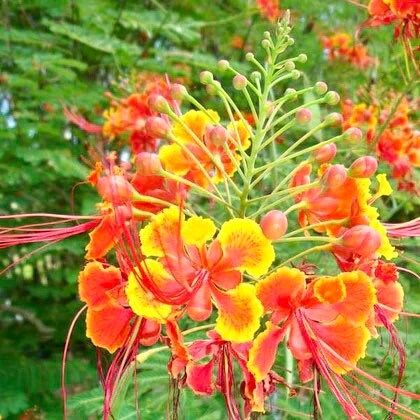 Caesalpinia Pulcherrima Seeds ~ Poinciana ~ Peacock Flower ~ Pride of Barbados ~ Exotic ~ Flowers ~ Garden ~ Plant ~ Flowers ~ Seeds