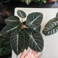 Black Velvet Elephant Ear ~ Giant Taro ~ Alocasia Reginula ~ Alocasia Black Velvet ~ Little Queen Alocasia Indoor Plants ~ Live House Plant