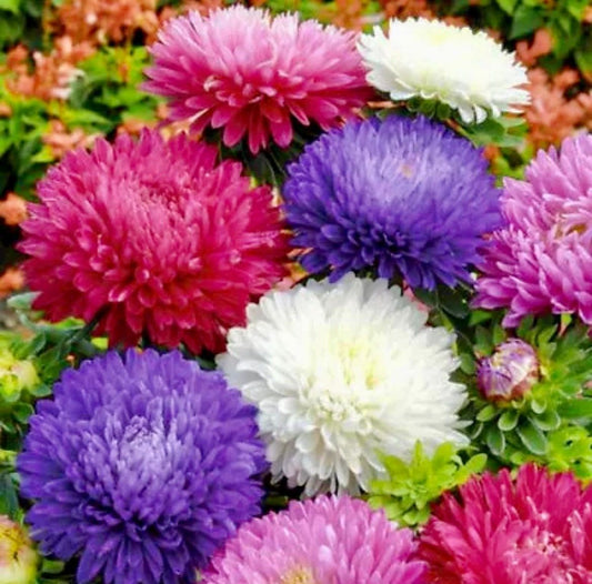 Rainbow Chrysanthemum Seeds ~ Cool Flowers ~ Rare ~ Heirloom