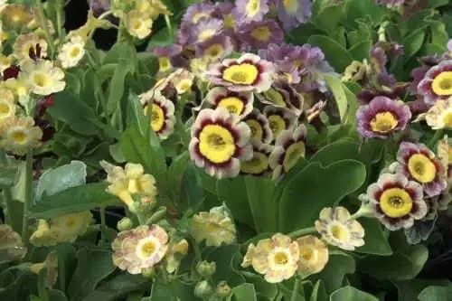 Primula Auricula Seeds ~ Special Mix of Colors ~ Auricula ~ Mountain Cowslip ~ Bear’s Ear ~ Flowers ~ Colorful