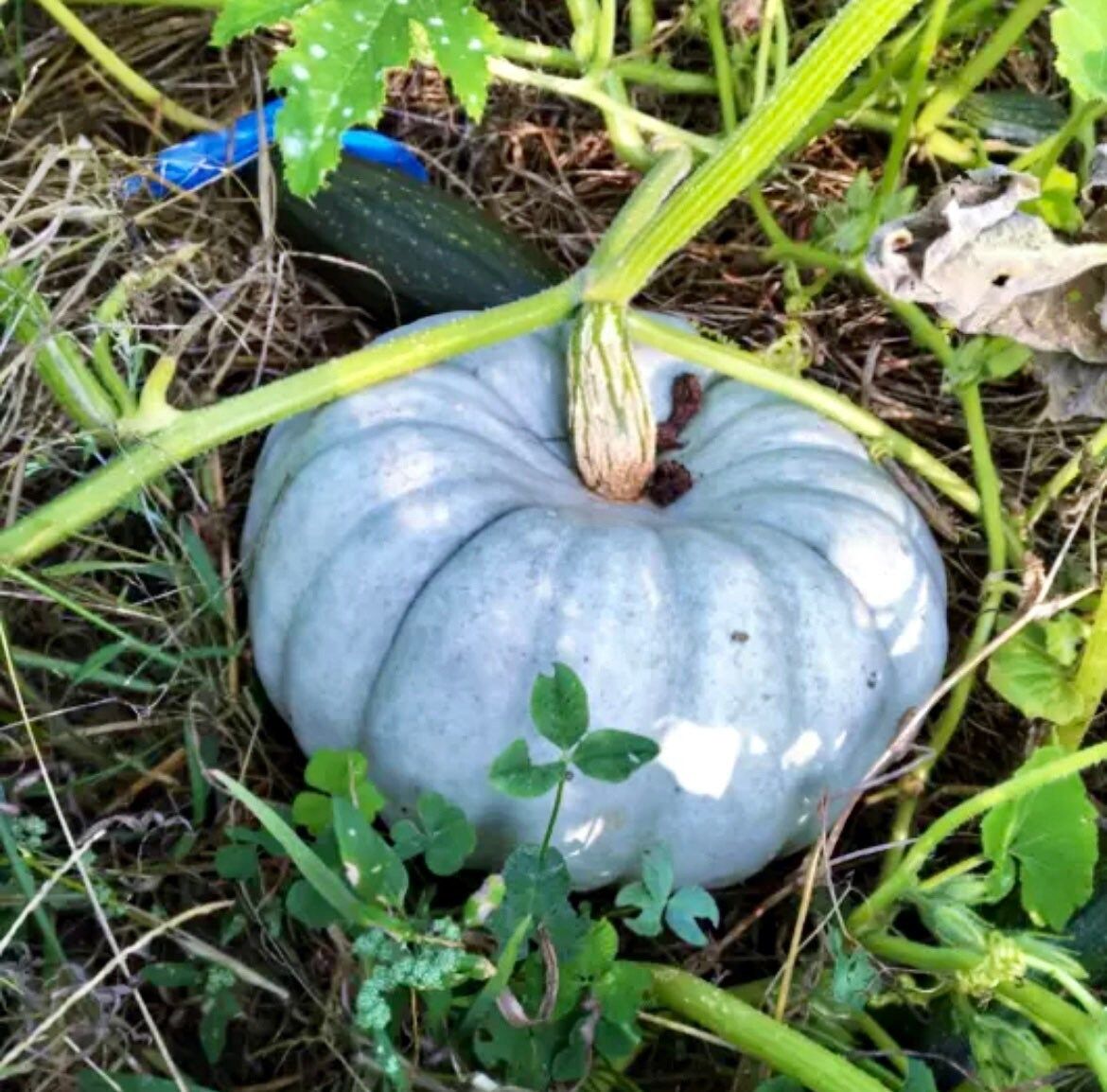 Jarrahdale Blue Pumpkin Seeds ~ Jarradale Queensland ~ Fairytales ~ Cinderella ~ Autumn