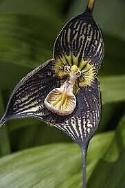 Black Dracula Orchid Seeds ~  Dracula Benedictii ~ Exotic ~ Vampire ~ Black