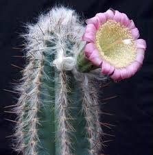 Rare Exotic Blue Pilosocereus Plameri Seeds ~ Columnar Cacti ~ Cacti ~ Grow Your Own ~ Spring Flowers ~ Instead of Flowers