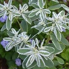 Euphorbia Marginata Seeds ~ Kilimanjaro ~ Rare Plants ~ Snow On The Mountain  ~ Spring Flowers ~ Instead of Flowers ~ Presents