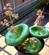 Rare Crassula Umbella Semillas Seeds ~ 'Wine Cup' ~ Flowers ~ Succulents ~ Plants ~ Garden ~ Grow Your Own ~ Easy Care