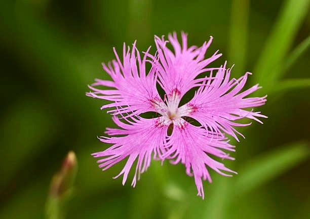 Dianthus Superbus Seeds ~ Fringed Pink ~ Grow Your Own ~ Pretty Flowers ~ Cool Flowers ~ Pink ~ Flowers ~ Flowering ~ Garden ~ Fringe