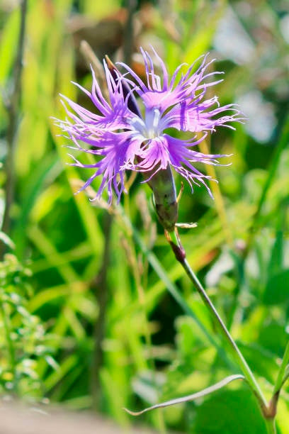 Dianthus Superbus Seeds ~ Fringed Pink ~ Grow Your Own ~ Pretty Flowers ~ Cool Flowers ~ Pink ~ Flowers ~ Flowering ~ Garden ~ Fringe