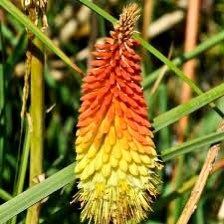 Kniphofia “Fire Dance” Seeds ~ Red Hot Poker ~ Torch Lily ~ Tritoma ~ Rare ~ Exotic ~ Easy Care