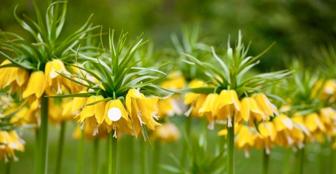 Yellow Crown Imperialis Seeds ~ Fritillaria Imperialis ~ Exotic ~ Unique ~ Fun ~ Bees ~ Butterflies ~ Beautiful Flowers ~ Dr Seuss