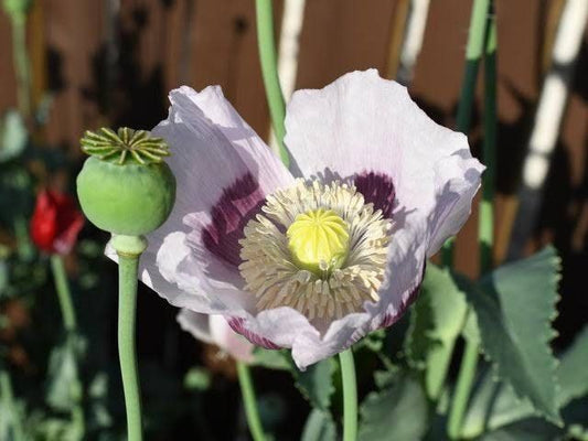 Papaver Somniferum ‘Maanzaad’ Seeds ~ Rare ~ Rare Plants ~ Grow Your Own ~ Spring Flowers