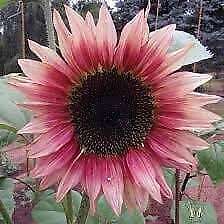 Pink Sunflower Seeds ~ Helianthus Annuus ~ Strawberry Blonde ~ Pretty Flowers ~