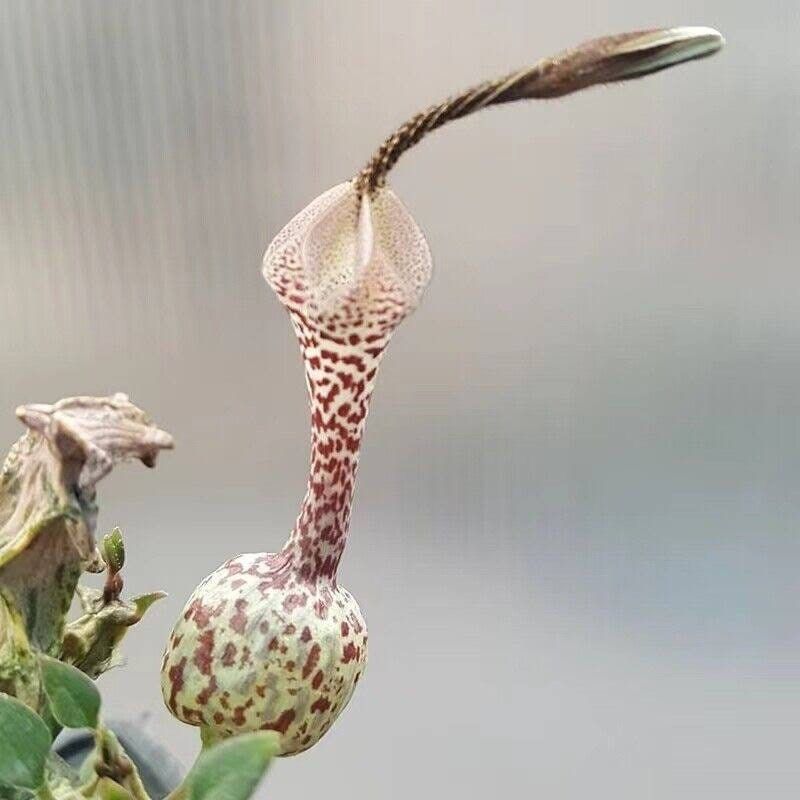 Variegated Ceropegia Woodii Seeds ~ Variegated String of Heart ~ Succulents ~ Plants ~ Garden ~ Grow Your Own ~ Spring Flowers