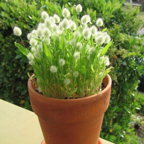 White Bunny Tails Seeds ~ Plants ~ Garden ~ Grow Your Own ~ Spring Flowers ~ Instead of Flowers ~ Ornamental