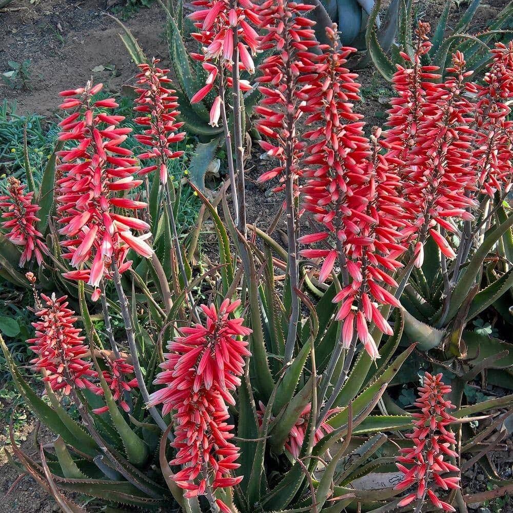 aloe vera plant seeds for sale Your Plant Bitch's Rare Aloe Seed Mix ~ Drought Resistant ~ Easy ~ Med