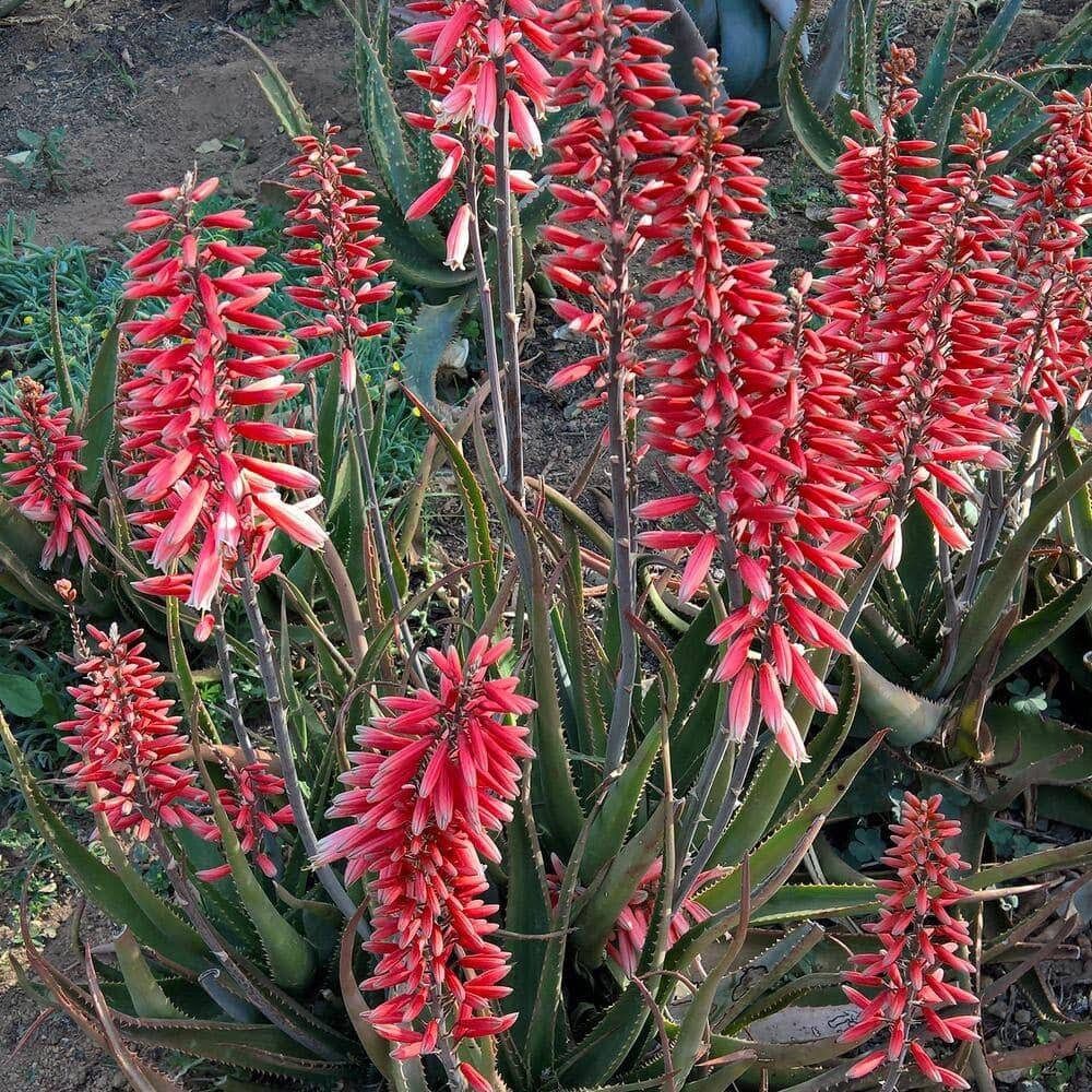 Variety Mixed Rare Aloe Seeds ~ Grow Your Own ~ Spring Flowers ~ Instead of Flowers ~ Succulents ~ Easy Care ~ Rare ~ Colorful ~ Helps  Cuts