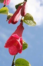 Lapageria Rosea Vine Seeds ~ Chilean Bellflower ~ Rare ~ Grow Your Own ~ Spring Flowers ~