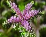 Sedum Pulchellum Seastar Seeds ~ Grow Your Own ~ Spring ~ Houseplants