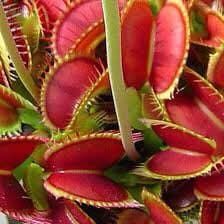 Variety Venus Flytrap Starter Grow Kits ~ The Seeds of Giants ~ Carnivorous Plants ~ Grow Your Very Own ~ Carnivore ~ Stocking Stuffers ~