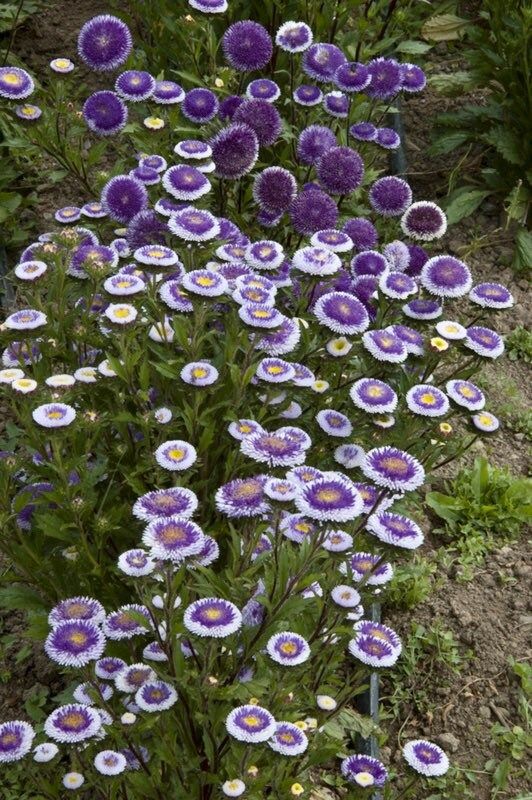 Pompon Blue Moon Aster Seeds ~ Garden ~ Pretty Flowers ~ Bouquet ~ Blue Flowers ~ Easy