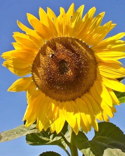 Perveredovik Sunflower Seeds ~ Fall ~ Heirloom Seeds ~ Autumn