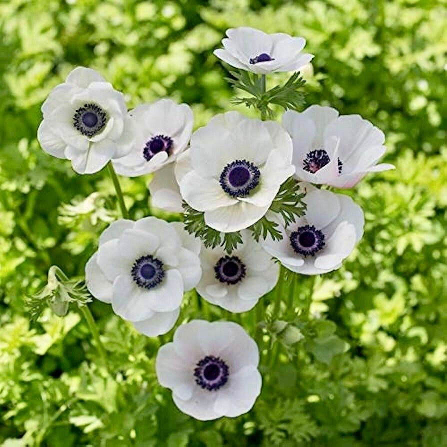 white anemone flower seeds Japanese Anemone Seeds ~ Anemone Hupehensis ~ Marianne Panda ~ Wildflowers ~ Heirloom ~ Bouquet ~ Fresh Cut Flowers ~ Wedding ~ Floral