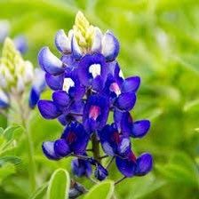 Texas Bluebonnet Seeds ~ Cool Flowers ~ Rare ~ Heirloom Seeds ~ Garden ~ Green Thumb ~ Blue Flowers ~ Plant ~ Flowers ~ Planting ~ Pretty