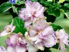 Mixed Miniature Variegated African Violet Seeds ~ Indoor Plant ~ House Plants ~ Christmas Presents ~ Holiday Gifts ~ Stocking Stuffers