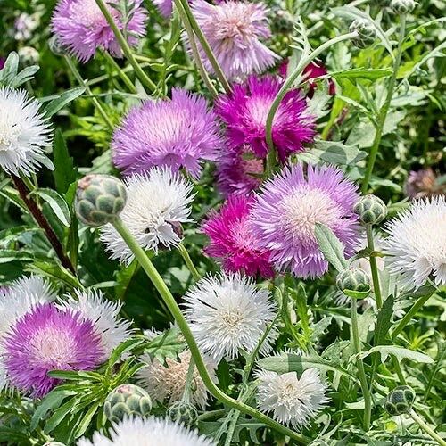 Rainbow Mixed Sultan Imperialis Seeds ~ Amberboa Moschata ~ Plants ~ Garden ~ Spring Flowers ~ Instead of Flowers ~ Flower