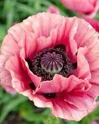 Pink Poppy Seeds ~ Cool Flowers ~ Rare ~ Heirloom