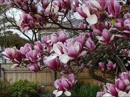 Pink Saucer Magnolia Seeds ~ Soulangeana ~ Usual Flowers ~ Exotic Flower