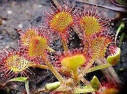 Drosera Rotundifolia Seeds ~ Roundleaf Sundew ~ Carnivorous Plants ~ Sundews ~