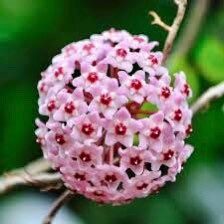 Hoya ~ Hoya Hindu Rope ~ Hoya Carnosa ~ Compacta ~ Krinkle Kurl ~ Porcelain Flower ~ Wax Plant ~ Hanging Houseplant