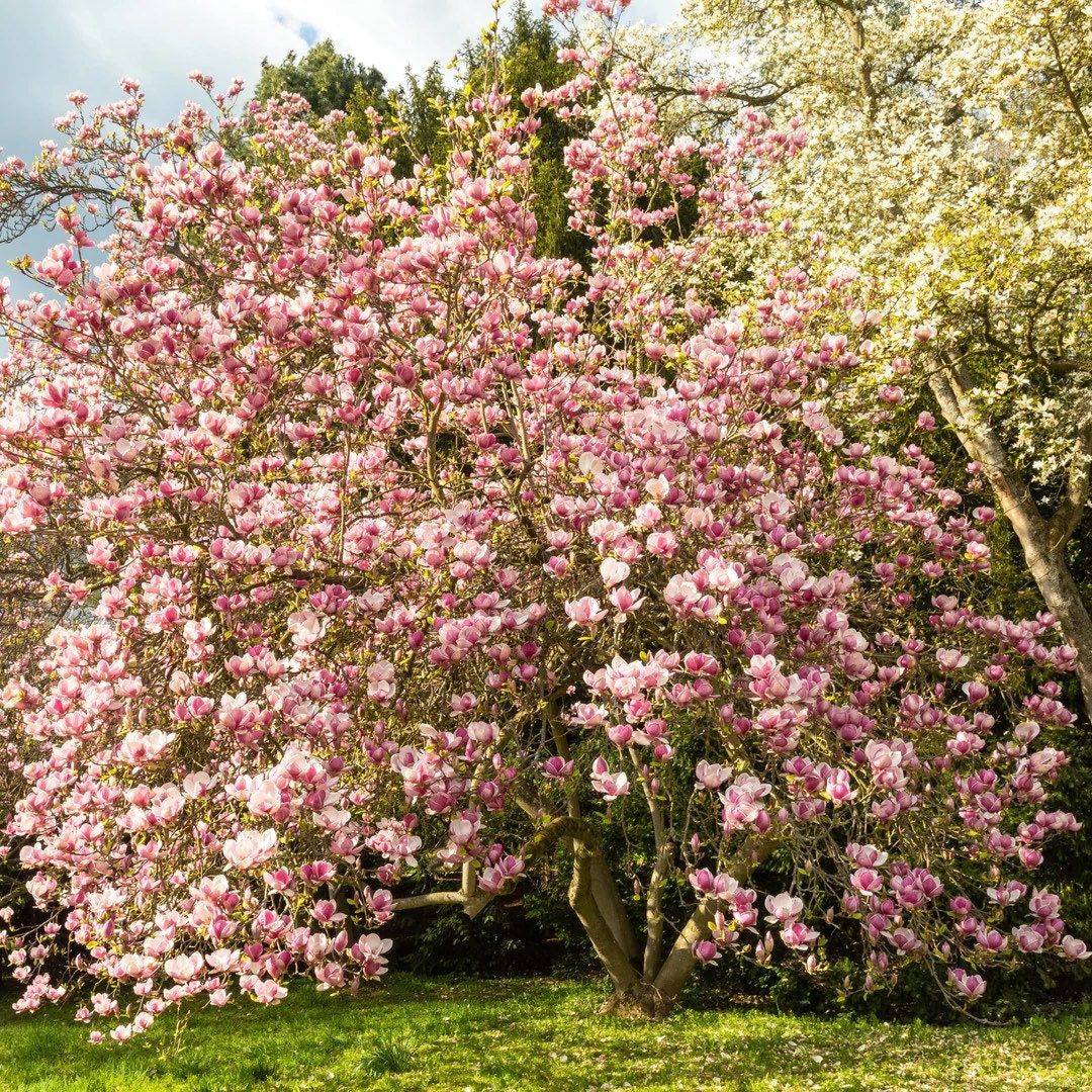 Pink Saucer Magnolia Seeds ~ Soulangeana ~ Usual Flowers ~ Exotic Flower