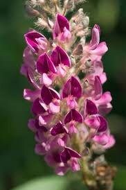 Uraria Crinita ~ Asian Foxtail ~ Exotic ~ Pretty Flowers ~ Green Thumb ~ Flowers