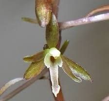 Crane-Fly Orchid Seeds ~ Tipularia Discolor ~ The Crippled Cranefly ~ Orchids ~ Usual Flowers ~ Exotic Flower